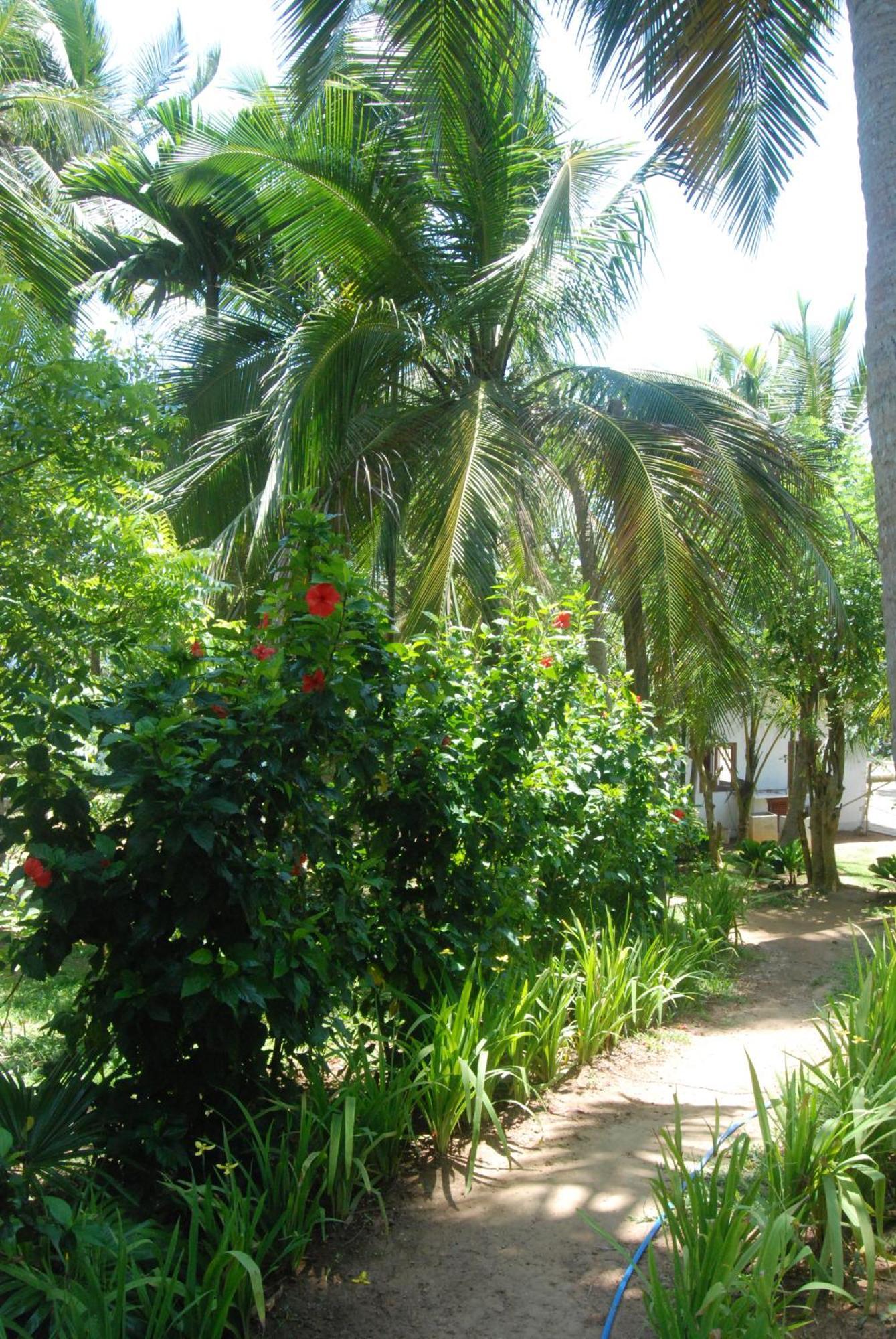 Hotel The Saffron House Dikwella Exterior foto